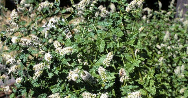 Mentha sylvestris